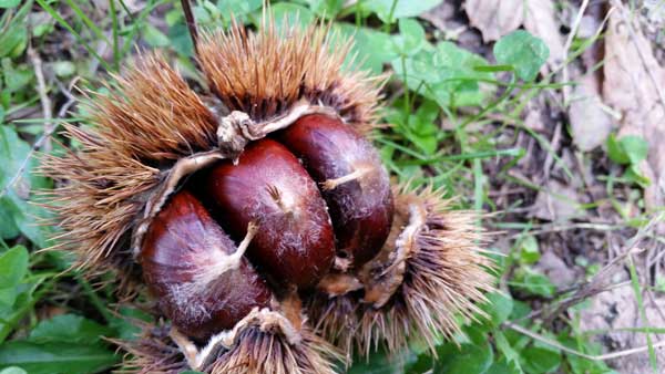 castagne-3