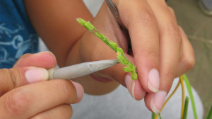 Le glumelle che avvolgono i fiori vengono tagliate e il polline viene succhiato via dalle antere in modo da impedire l'autofecondazione