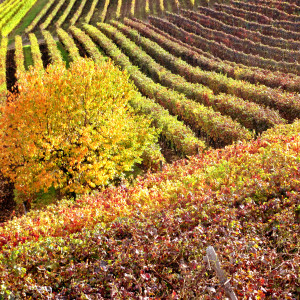 barbera agliano 4