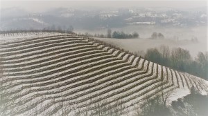 vigna con neve